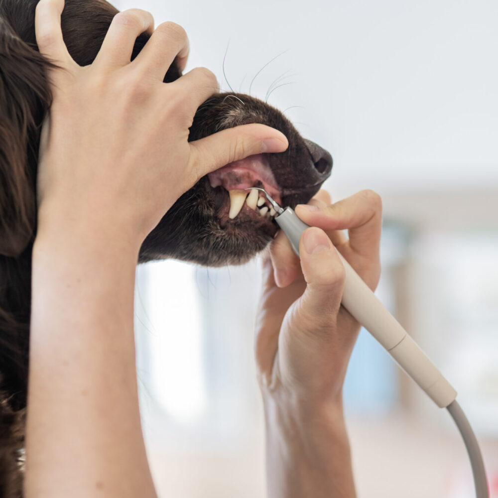 Zahnbehandlung Tiere Zahnarzt